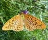 Argynnis paphia